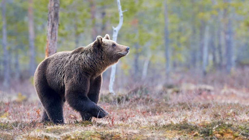 Ártatlanul vádolhatják az olaszországi medvét