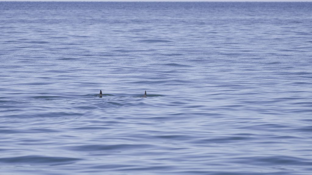 A világ egyik legritkább állatfajának keresésére indulnak