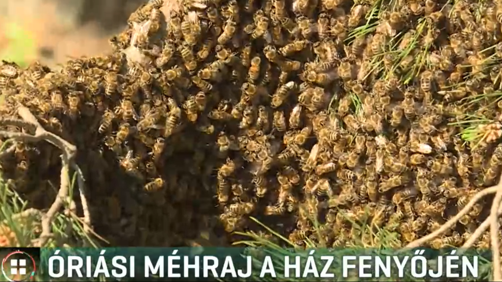 Negyvenezres méhraj szállt meg egy egri társasház udvarán