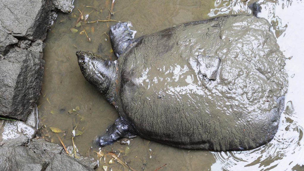 Elpusztult a ritka teknősfaj utolsó nősténye