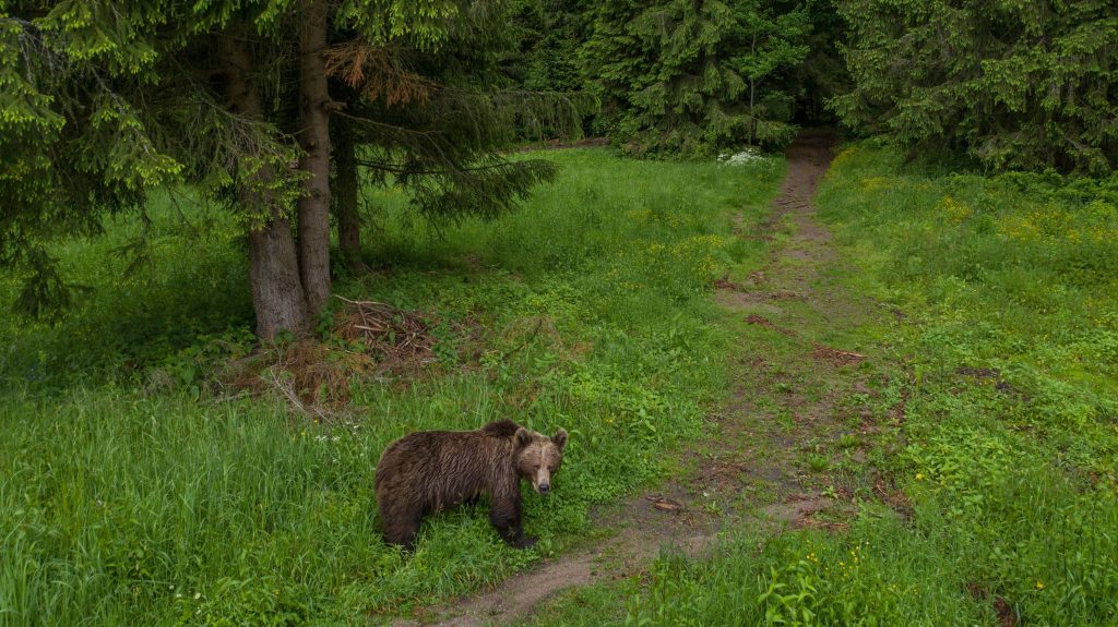 The lives of 476 brown bears are at stake – a new Roman vizier revises his predecessor’s recent action