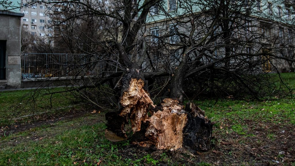 Tucatnyi fát döntött ki a pénteki vihar Budapesten és a környékén