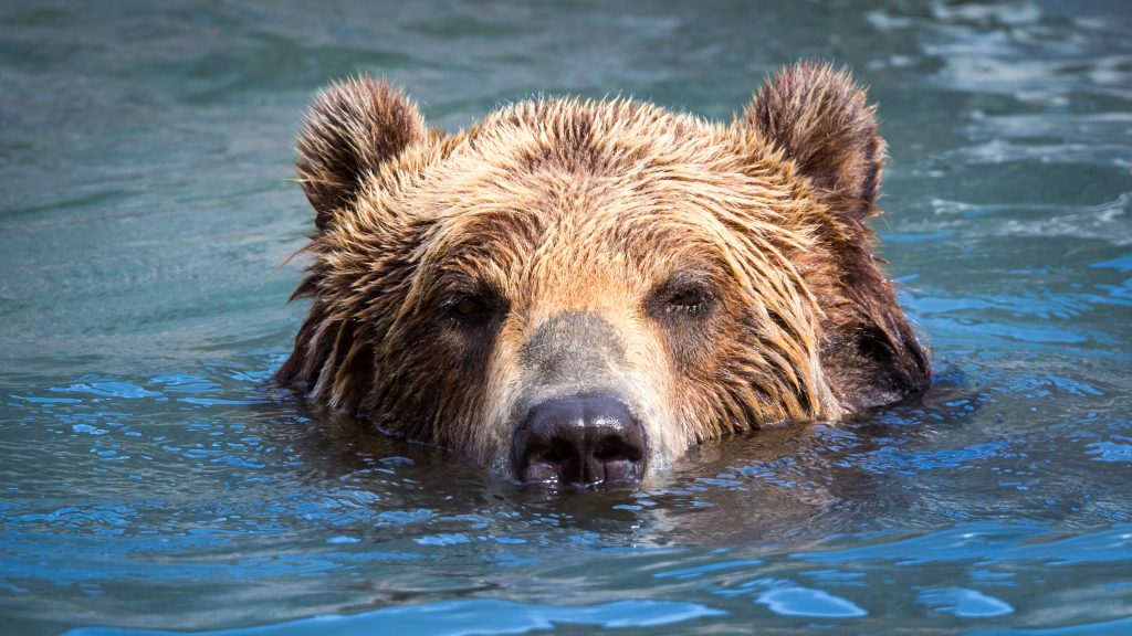 The mother bear who fell into the tub had a thorn on his head – they had to be rescued by a ladder