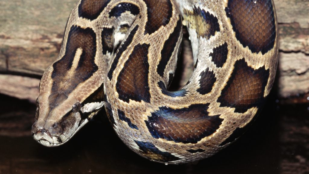 A gigantic python, five meters long, containing 60 eggs, was found