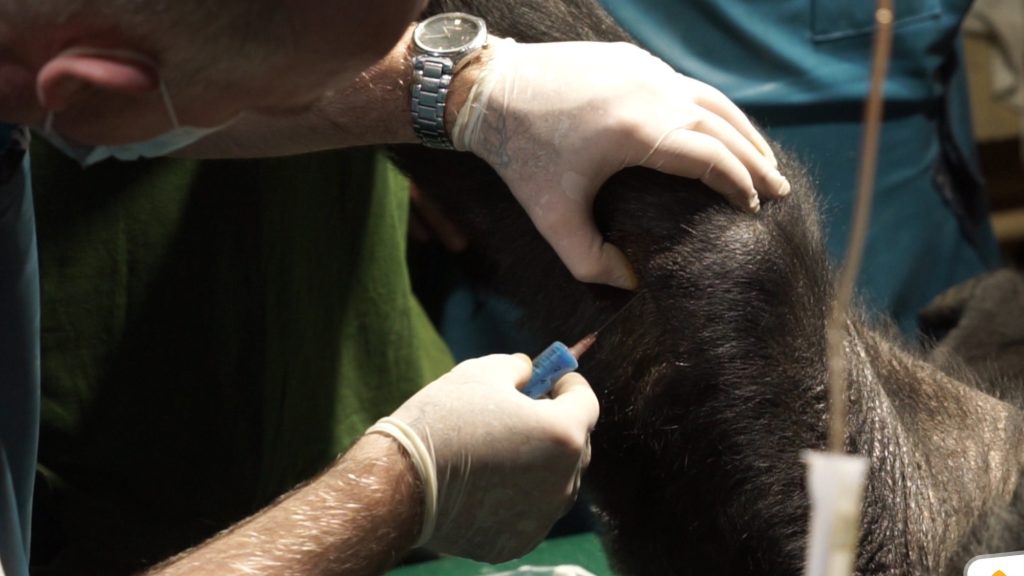 Őssejtterápián esett át az öreg, budapesti gorilla