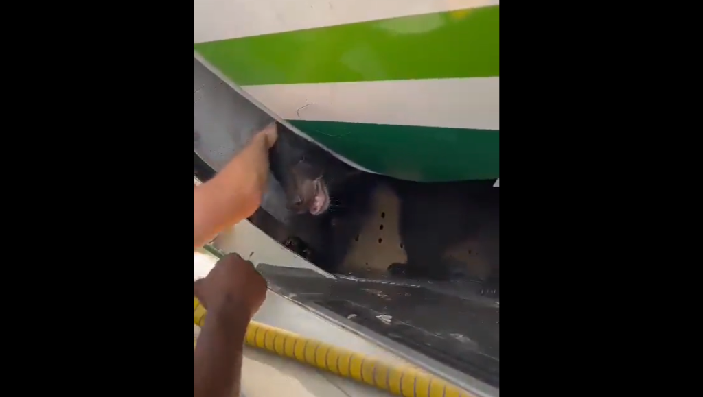 Elszabadult egy medve a dubaji repülőtéren