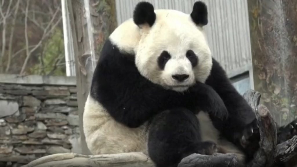 Látott már pandát csuklani? Ha nem, itt az alkalom!
