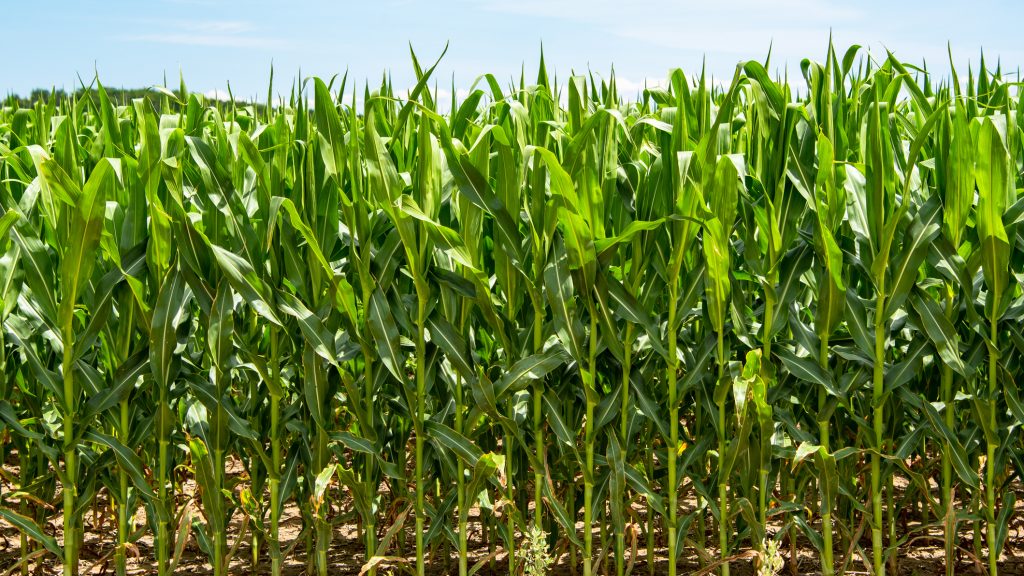 Vérző nyakú, félmeztelen férfi csöngetett be szombathelyi házakhoz