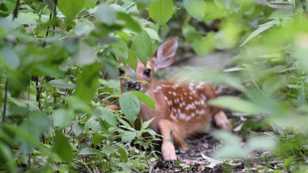 Szigetelőszalaggal leragasztotta az orrát és a száját, majd nadrágjába rejtette az őzgidát egy férfi Felcsúton