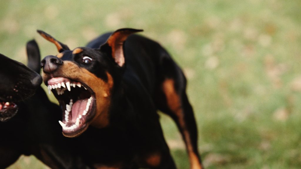 Letöltendőt kértek a férfire, akinek a megvadult kutyái halálra marcangoltak egy férfit Szentesen