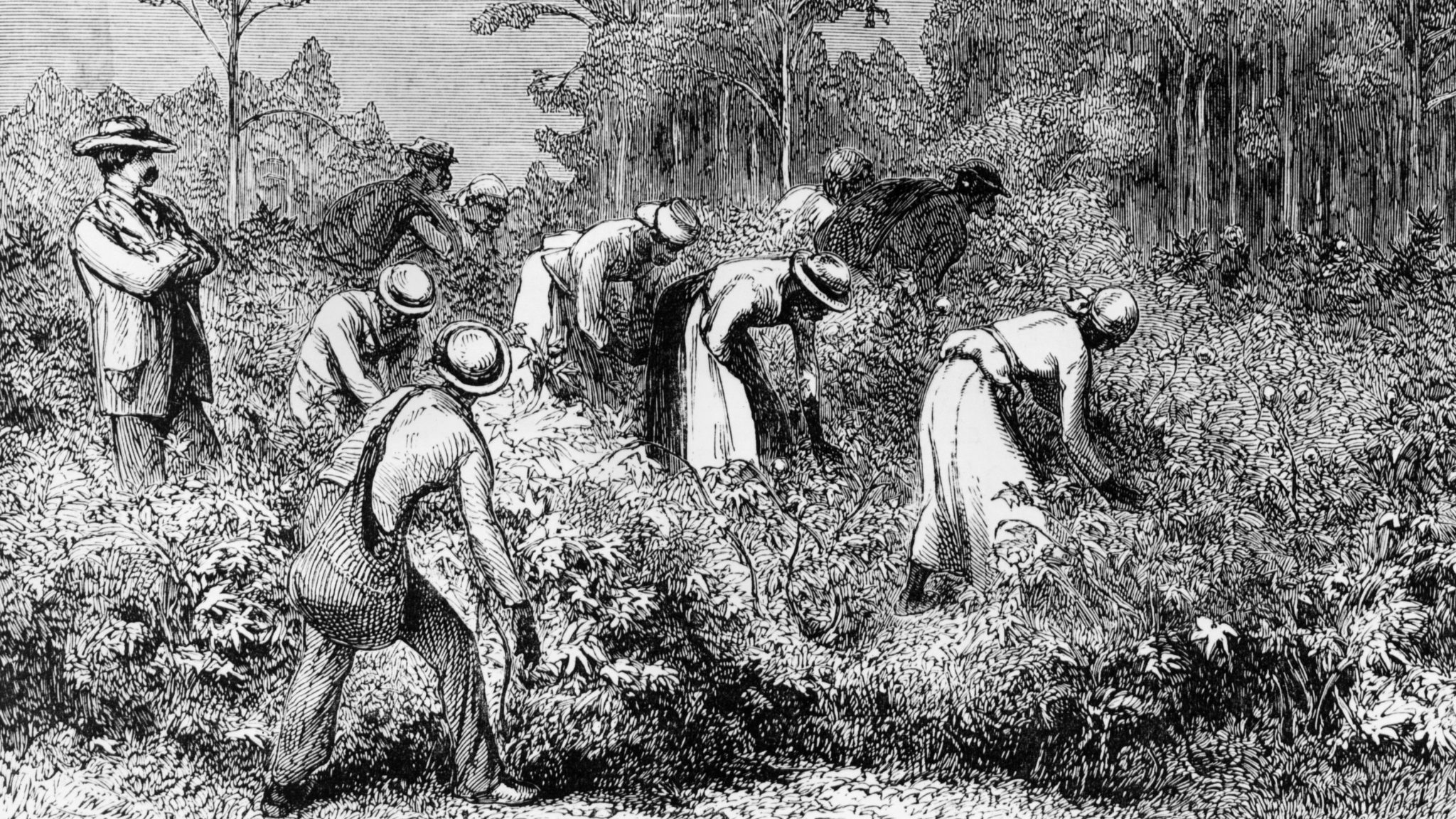 Profitable slavery. Плантации хлопка рабовладельцы Америка. Работорговля 19 век США. Рабовладельческие плантации США 19 век. Плантаторы США 19 века.