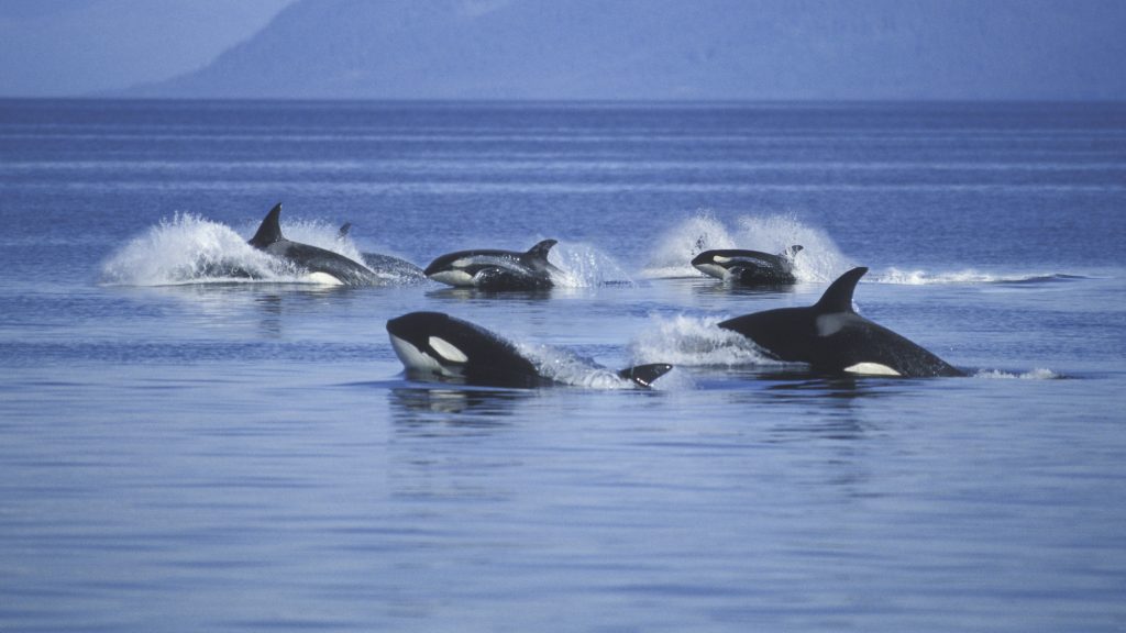 Video: Five killer whales attack a boat