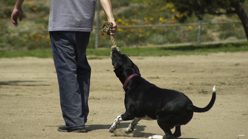 Utcákon át a nyakánál fogva vonszolta az elszökött kutyáját egy téglási férfi