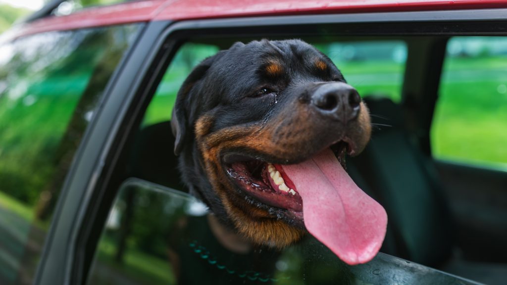 Lefejelte a rendőrt, majd rájuk uszította a kutyáját egy ittas sofőr, könnygázzal fékezték meg