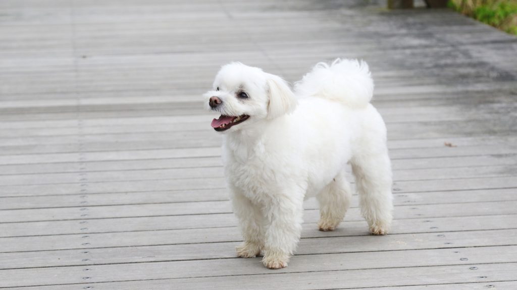 A szomszéd dobhatta ki a kutyát a harmadikról egy budapesti társasházban