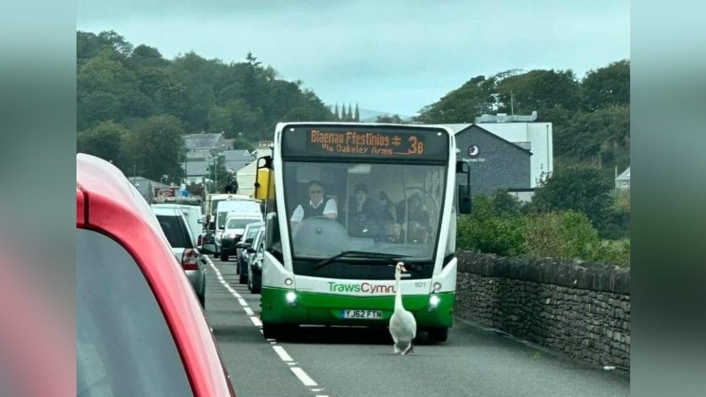 Óriási közlekedési dugót okozott egy hattyú Walesben