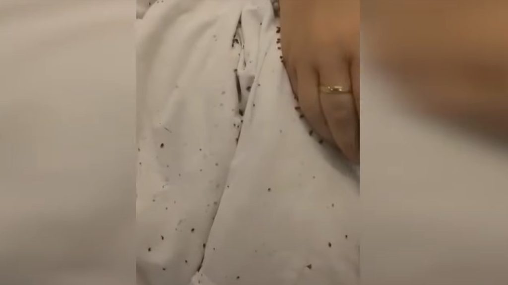 Elküldhették a poloskáktól hemzsegő pszichiátriai otthon vezetőjét