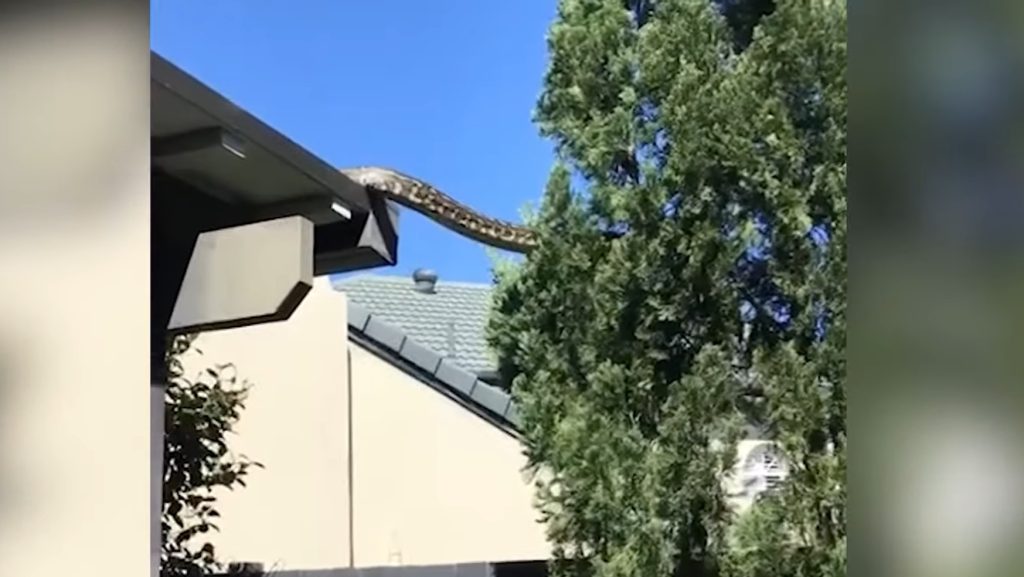 Videó: ötméteres kígyó mászott a háztetőn