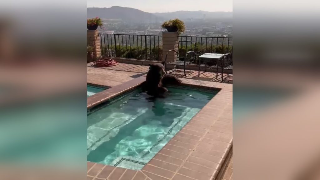 Medencében hűsölt a medve a kaliforniai kánikulában – videó