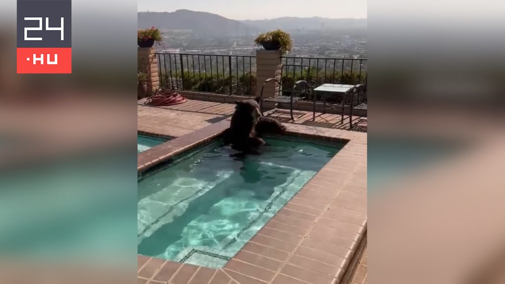 Medencében hűsölt a medve a kaliforniai kánikulában – videó