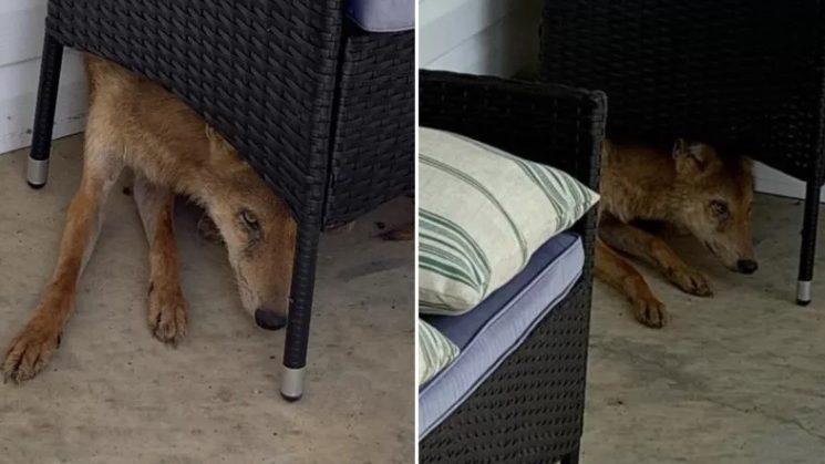 He thought the animal lying on his balcony was a dog, but he was wrong