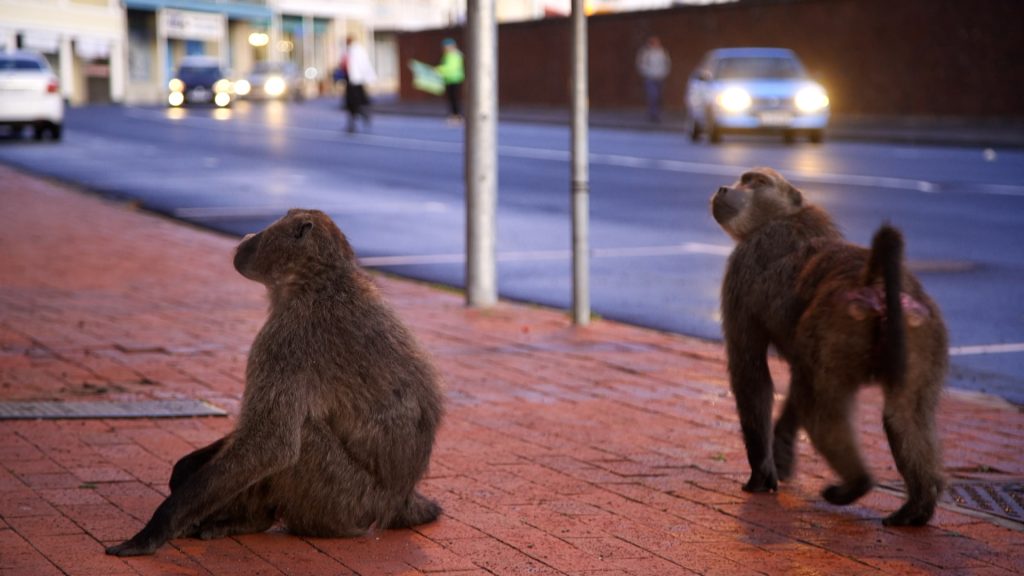YouTube-ról ellesett trükkökkel küzdenek a vandál városi páviánok ellen Fokföldön