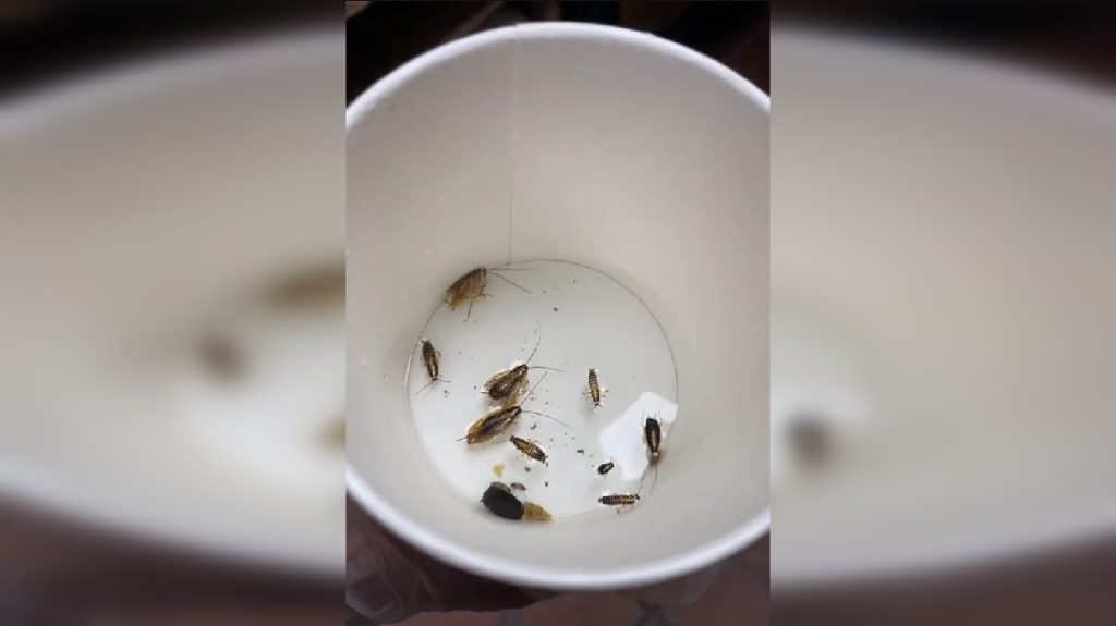 Nemcsak a falakon, az ételben is csótány mászkált a memphisi étteremben – videó