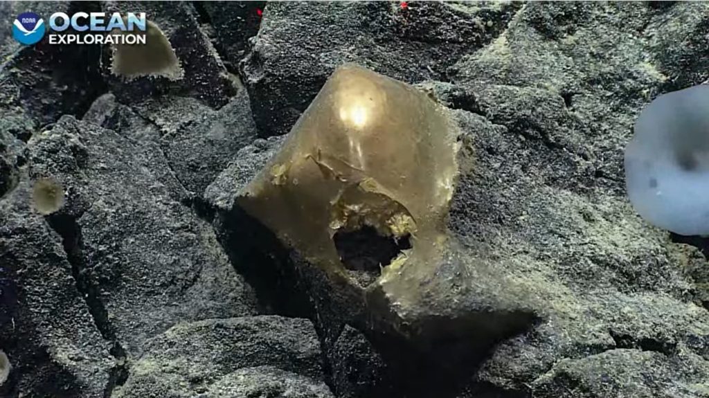 A mysterious golden ball has been found at the bottom of the sea