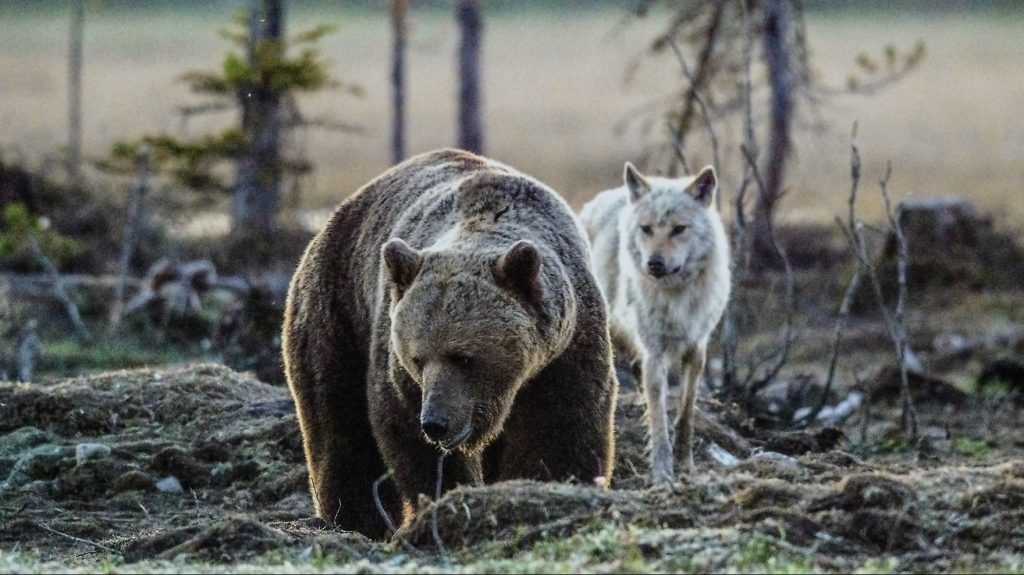 Videó: egyszerre csapott le a medve és a farkas