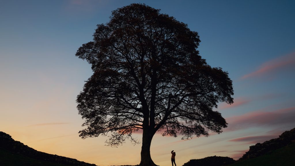 Letartóztattak egy 16 éves fiút, mert kivághatta Anglia leghíresebb fáját