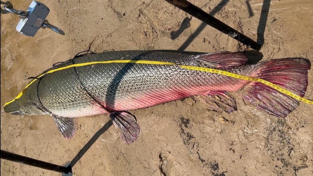 Gigantikus édesvízi szörnyet fogtak