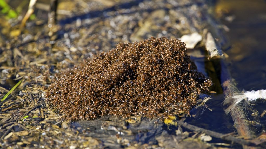 Red fire ants have also arrived in Europe