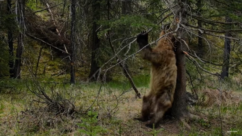 Ahogy a medvék táncolnak Attenborough filmjében, nem táncol úgy senki