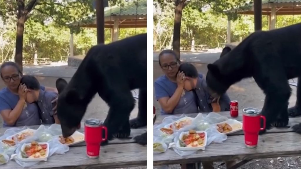 Medve mászott a piknikasztalra, magához szorítva védte down szindrómás fiát az anya