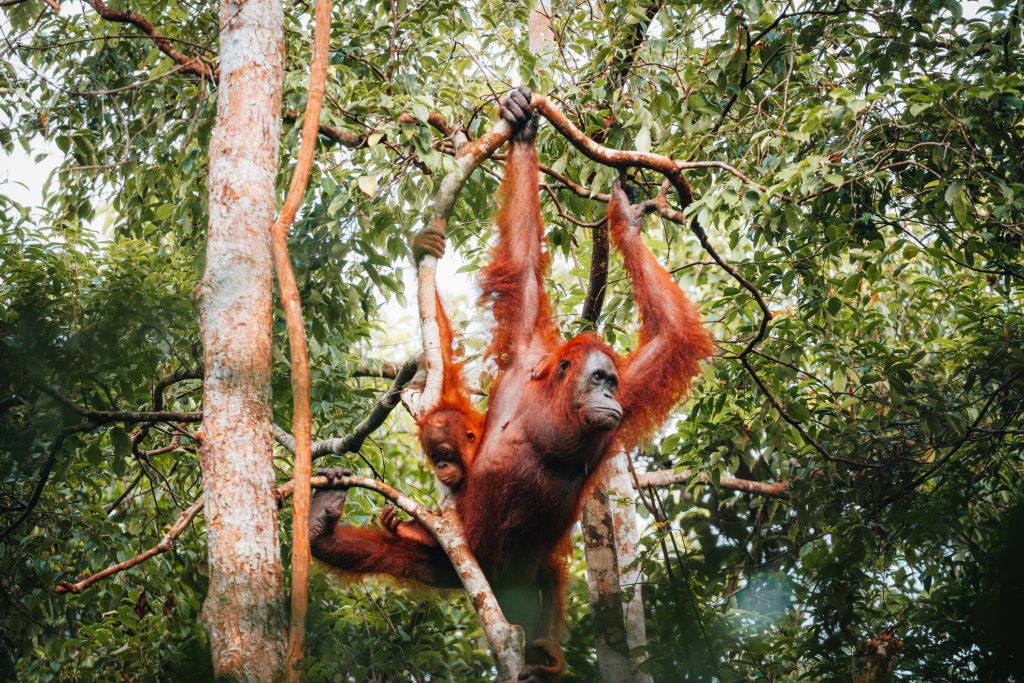 Videó: a magasból hajította le a betolakodót az orangután