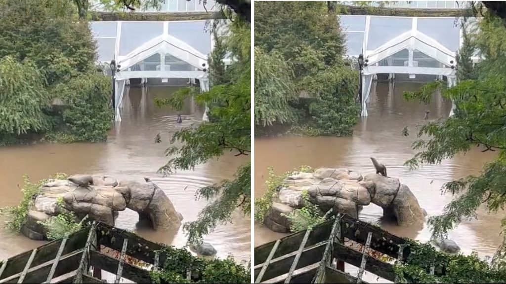 Videón a New York-i özönvizet kihasználó, állatkerti kifutójából megszökő oroszlánfóka