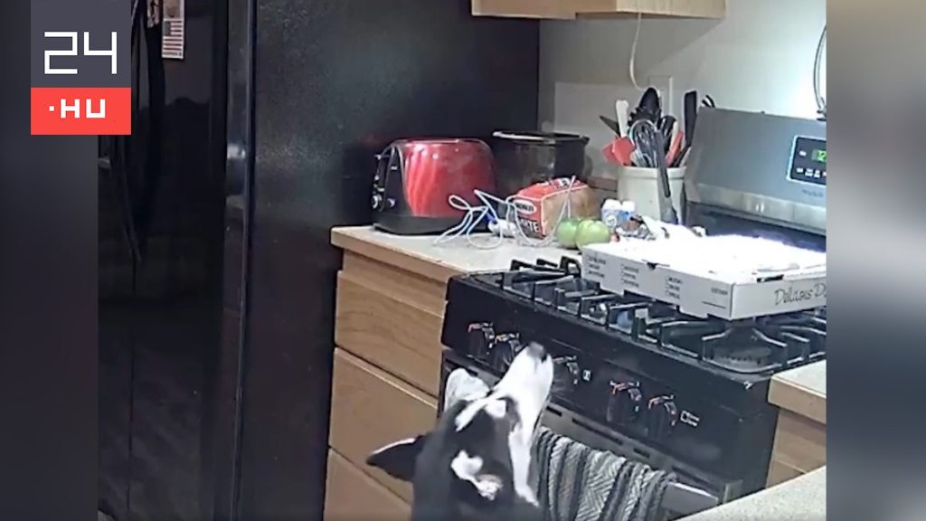 The husky wanted some leftover pizza and almost set the kitchen on fire – video
