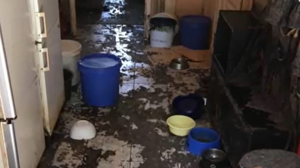 Nem érzi bűnösnek magát nő, aki 107 beteg macskát tartott az ürülékkel teli kőbányai otthonában