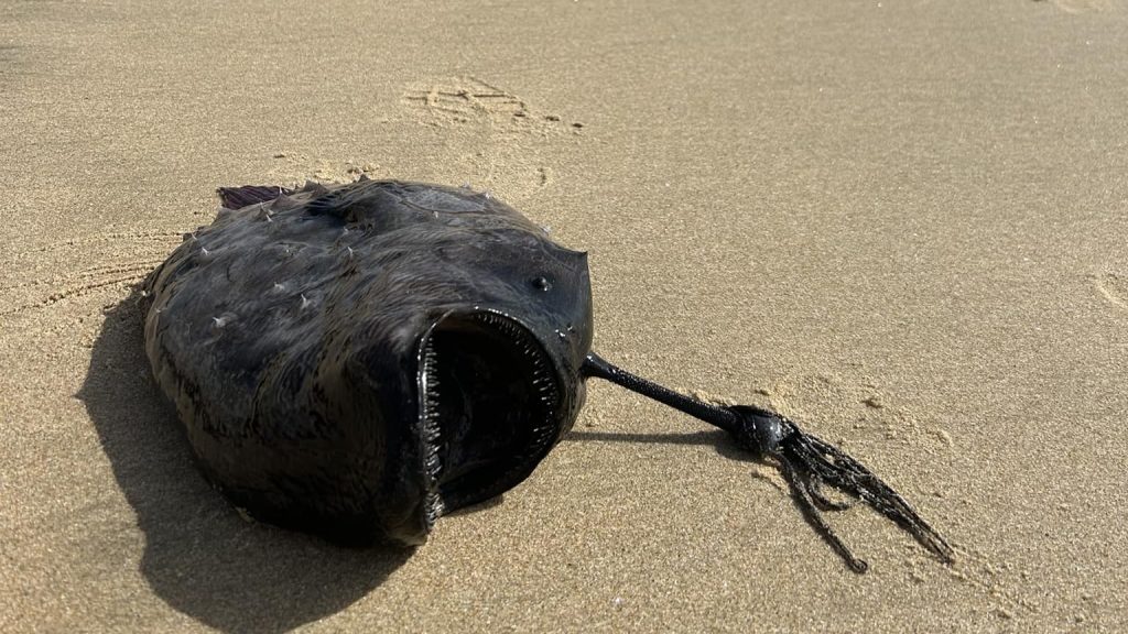 Mélytengeri szörnyecske sodródott partra