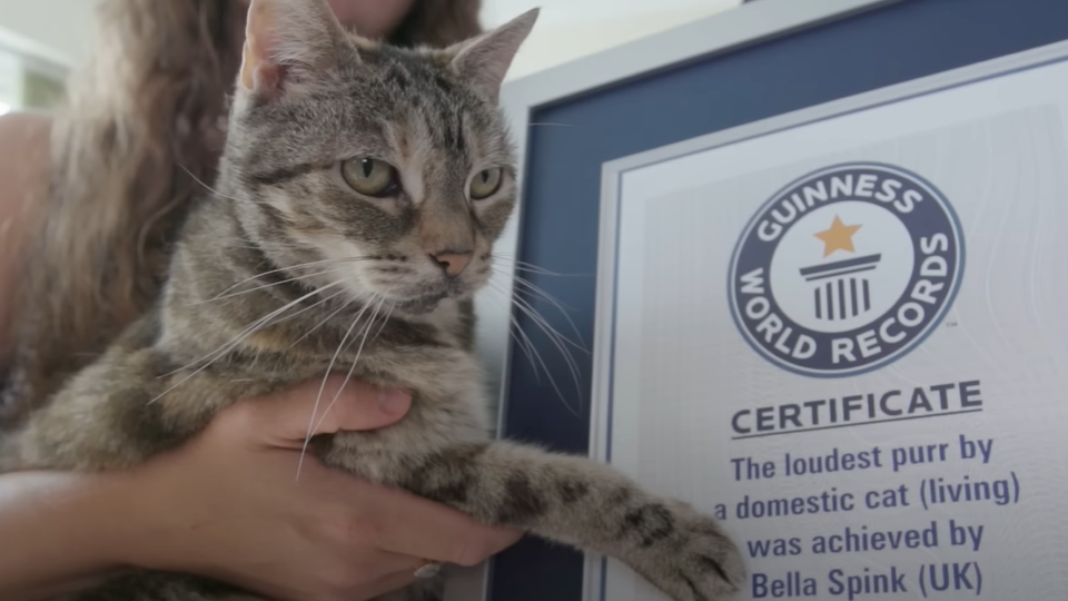 Egy 14 éves macska döntötte meg a leghangosabb dorombolás világrekordját