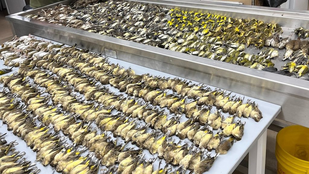 Legalább 1000 madár pusztult el egy nap alatt az USA legnagyobb kongresszusi központjának ütközve