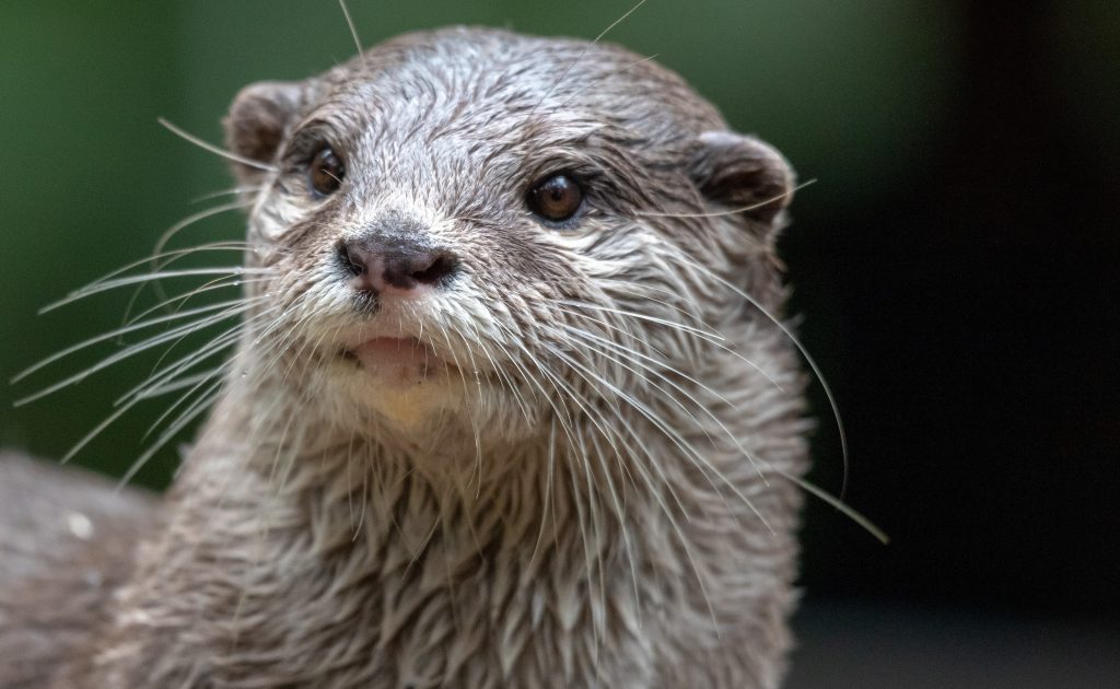 Repülés közben szabadult ki két vidra az állatcsempészek poggyászából egy Tajvanra tartó gépen
