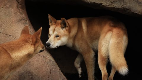 Háziállatként tartották a rókákat az ókori argentinok