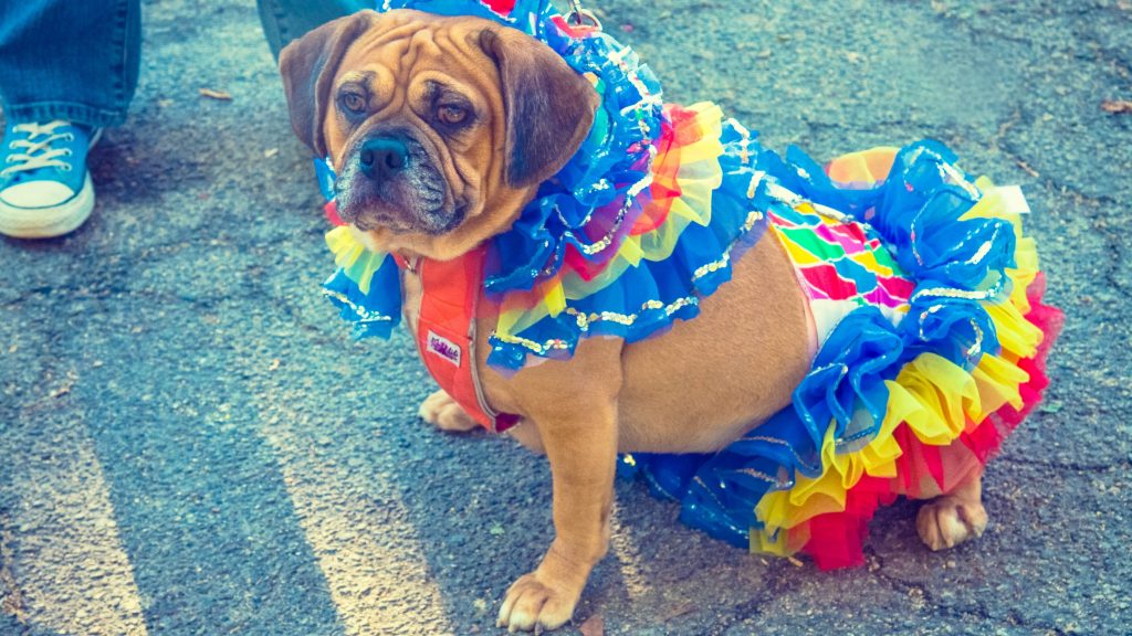 A legtöbben Barbie-nak öltöztek a világ legnagyobb kutyás jelmezparádéján New Yorkban