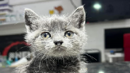 „Azt akartam, biztosan jó helyre kerüljenek” – mondta a kiscicákat Parlament lépcsőjére tevő férfi