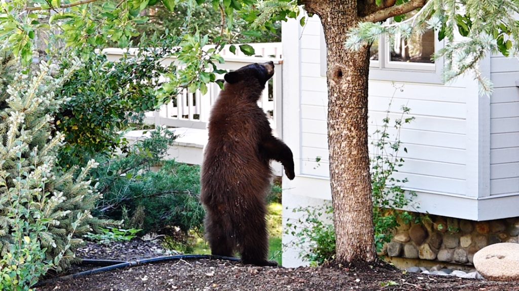 A telefonján látta a nő, hogy medve mászkál a lakásban