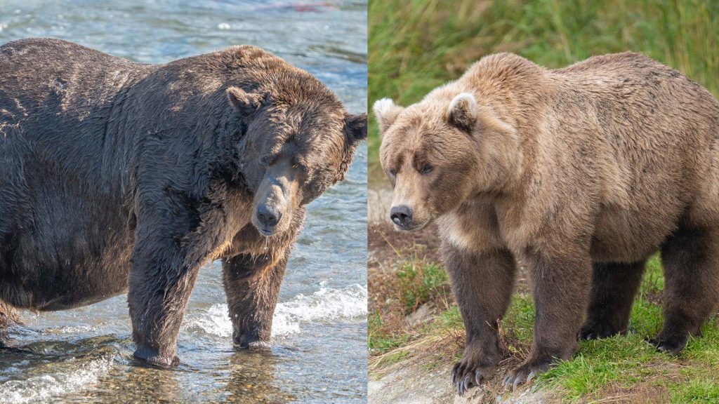 Köver Medve Hét: ifjú titán győzheti le a két súlyos veteránt