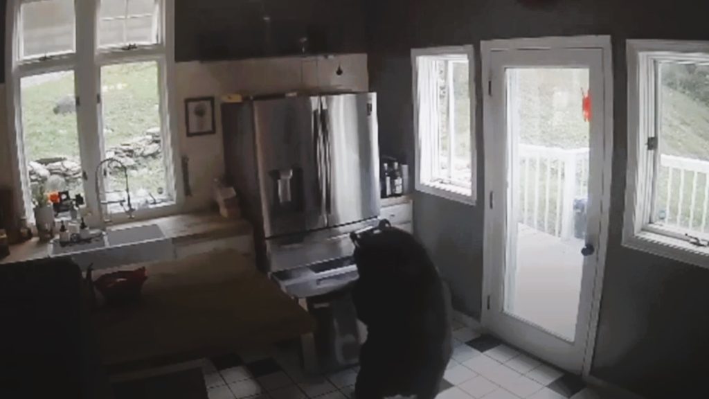 Bement a konyhába a medve, majd kivett egy doboz lasagnát a hűtőből