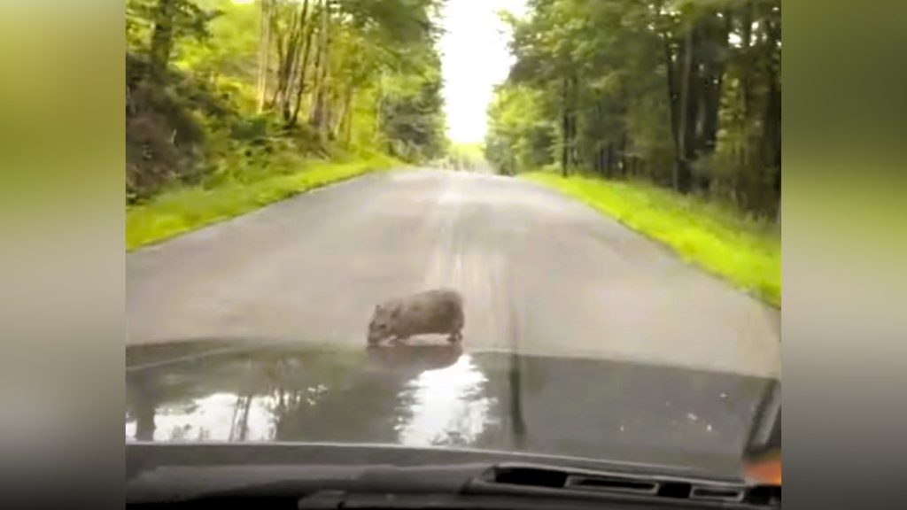 Hetvenes tempóban haladt az úton, amikor kimászott a motorból egy patkány