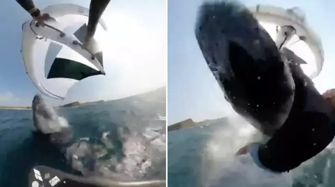 „Azt hittem, hogy meghaltam” – videóra vette a bálnatámadást az ausztrál szörfös